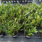 Vavrínovec lekársky (Prunus laurocerasus) ´OTTO LUYKEN´ - výška 20-40 cm, kont. C3L (-21°C)